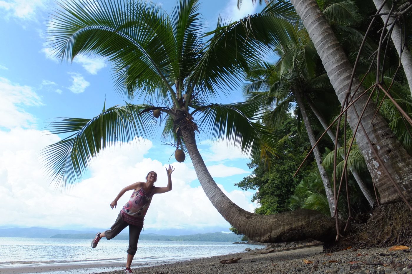 Saladero Ecolodge, Coconut Trees, Mangroves & Rainforest Marketing